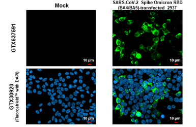 Anti-SARS-CoV-2 (COVID-19) Spike RBD Omicron antibody [HL1866] used in Immunocytochemistry/ Immunofluorescence (ICC/IF). GTX637591